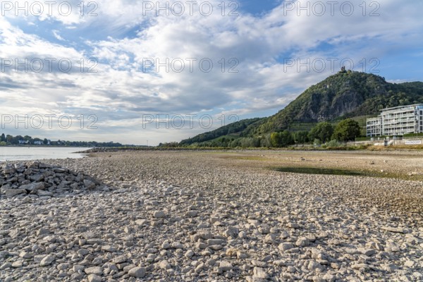 The Rhine at extremely low water, near Bad Honnef Rhöndorf, below the Drachenfels, Nonnenwerth Island, dry banks of the Rhine, North Rhine-Westphalia, Germany, Europe