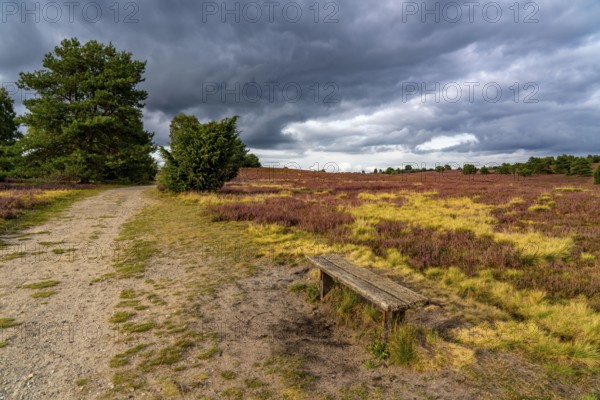 Flowering heath, heather and juniper bushes, near Wilseder Berg, in the Lüneburg Heath nature reserve, Lower Saxony, Germany, Europe