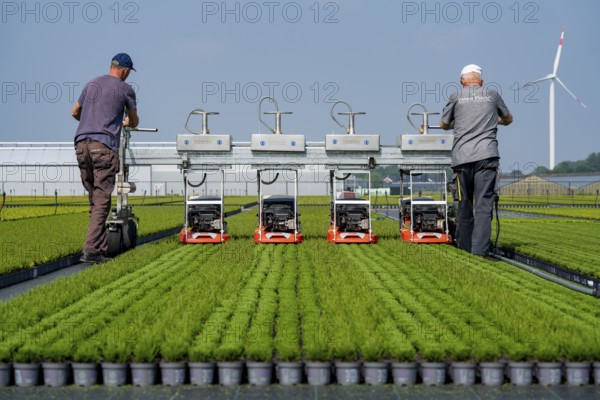 Horticultural business, broom heather plants, in flower pots, outdoors, Calluna vulgaris, are cut back to optimise the flowering behaviour, North Rhine-Westphalia, Germany, Europe