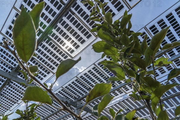 Agri-photovoltaic test plant, an apple orchard with two different systems of PV modules was roofed over 3000 square metres, rain and sunlight comes through, at the same time protection against hail and heavy rain, next to it are the same trees but without a solar roof, as a comparison object, how the PV roof affects the trees and harvest, the field test is accompanied by the Fraunhofer Institute for Solar Energy Systems ISE, in Grafschaft-Gelsdorf, Rhineland-Palatinate, Germany, Europe