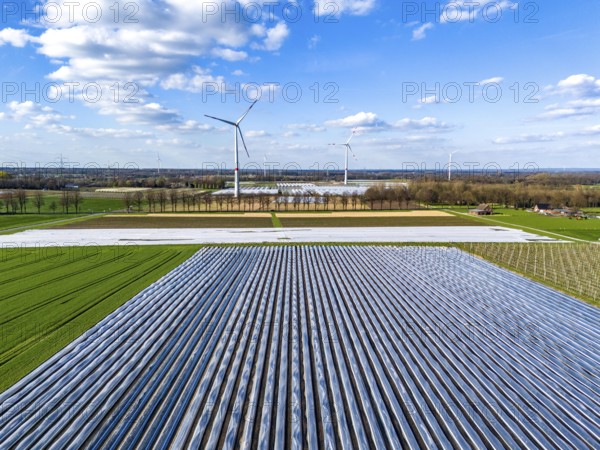 Asparagus fields, asparagus stems under foil, for faster growth, in the background foil greenhouses for strawberries, wind turbines, near Kirchhellen, district of Bottrop, North Rhine-Westphalia, Germany, Europe