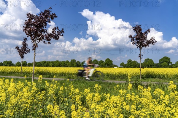 The avenue cycle path between Xanten and Marienbaum, Kalkar, on the Lower Rhine, former railway line, now part of a cycle path network, spring, rape field in bloom, Xanten, North Rhine-Westphalia, Germany, Europe