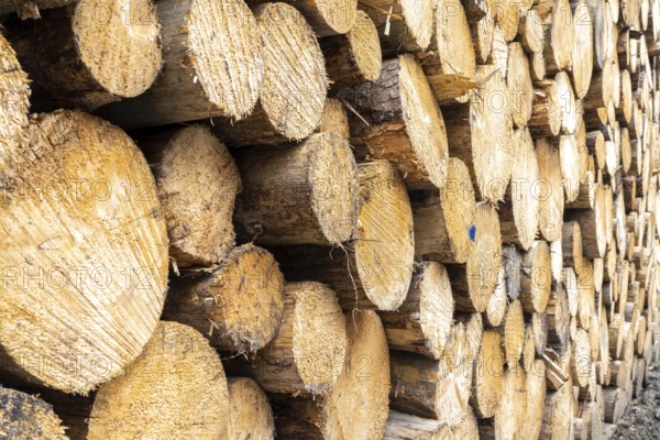 Felled, stacked spruce trunks, forest dieback in the Arnsberg Forest nature park Park, over 70 per cent of the spruce trees are diseased, damaged, mostly by the bark beetle, which was able to spread due to drought and heat, climate change, near Hirschberg, North Rhine-Westphalia, Germany, Europe