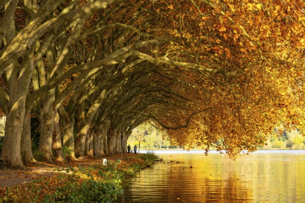 Platanen Allee, lakeside path on Lake Baldeney, near Haus Scheppen, in Essen, autumn, North Rhine-Westphalia, Germany, Europe