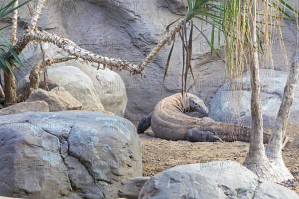 Denver, Colorado, A Komodo dragon (Varanus komodoensis) at the Denver Zoo. The Komodo dragon is the largest lizard in the world, it is native to Indonesia