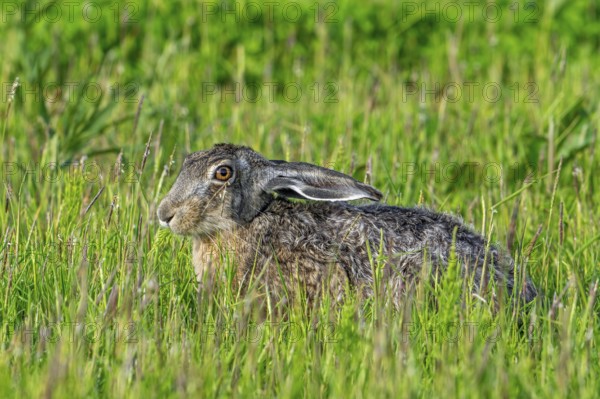 European brown hare (Lepus europaeus) eating vegetation in meadow, grassland