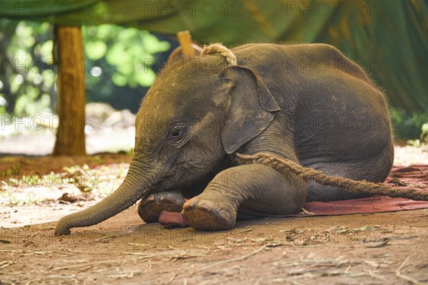 A wild elephant calf, which was rescued after she stray away from her herd, at Assam State Zoo in Guwahati, Assam, India. on June 16, 2020