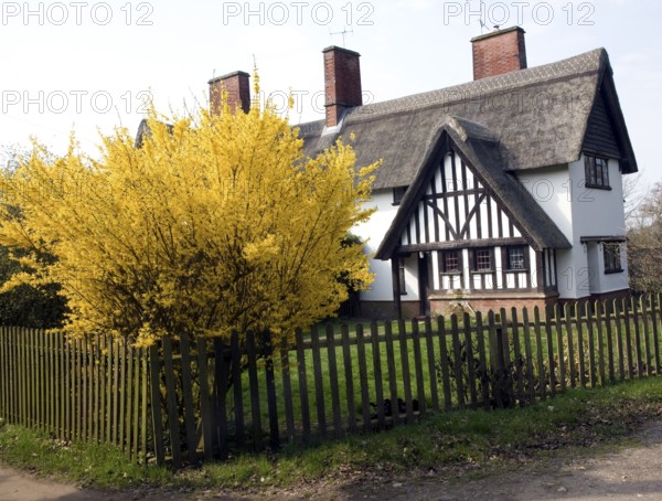 Yellow blossom forsythia plant in garden thatched timbered house, Little Glemham, Suffolk, England, UK