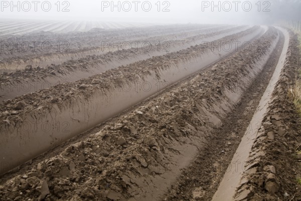 Deep furrows in soil of foggy field being prepared for potato crop, Shottisham, Suffolk, England, United Kingdom, Europe