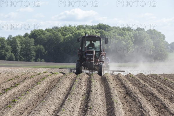 Tractor dragging a plume of dust behind it while working a potato field, Münchenberge, 20/05/2020