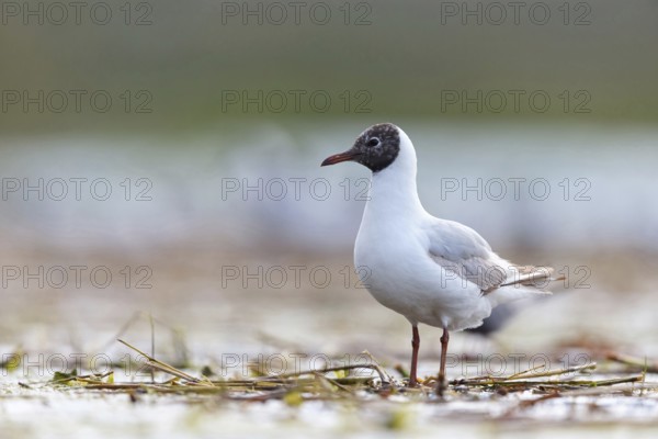 Black-headed gull (Larus ridibundus), Hides de El Taray / Floating Hid, Villafranca de los Caballeros, Castilla La Mancha / Toledo, Spain, Europe