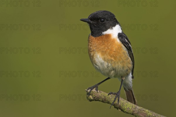 Stonechat, (Saxicola torquata), foraging, male, Bad Dürkheim district, Eich, Rhineland-Palatinate, Germany, Europe