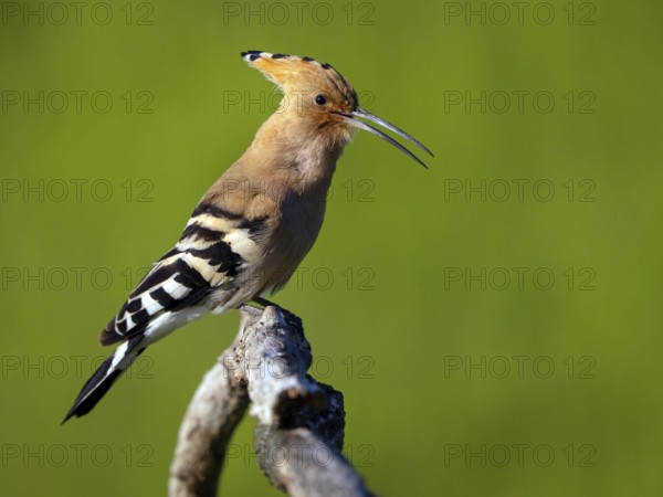 Hoopoe, (Upupa epops), on perch, hoopoe family, formerly raptors, Hides de El Taray / Lesser Kestr, Villafranca de los Caballeros, Castilla La Mancha / Toledo, Spain, Europe