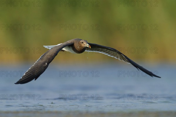 Hemprich's Gull, (Larus hemprichii), medium sized, rusty brown, flight photo, Raysut, Salalah, Dhofar, Oman, Asia