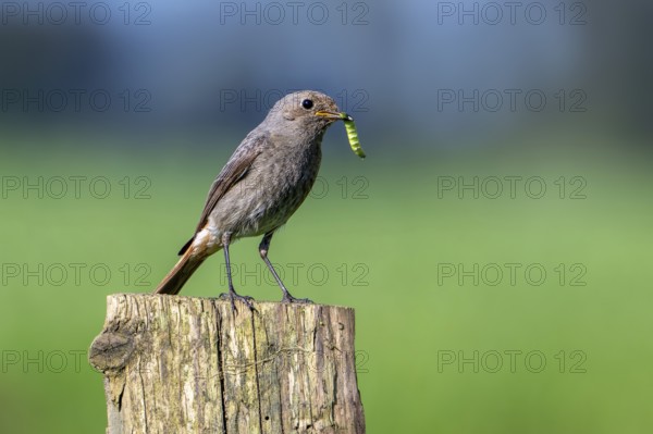 Black redstart (Phoenicurus ochruros gibraltariensis) female, first calendar year male perched on wooden fence post with caterpillar in beak in spring