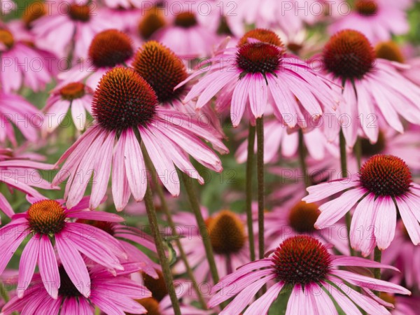 Cluster of pink echinacea flowers with brown centers in a garden setting, purple cone flowers in garden