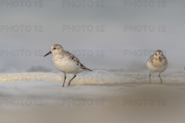 Sanderling (Calidris alba) feeding on a beach. Camaret sur mer, Crozon, Finistere, Brittany, France, Europe
