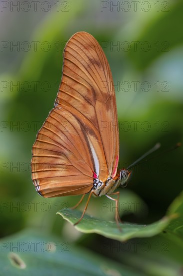 Torch butterfly (Dryas iulia moderata), orange-coloured butterfly sitting on a leaf, Alajuela province, Costa Rica, Central America