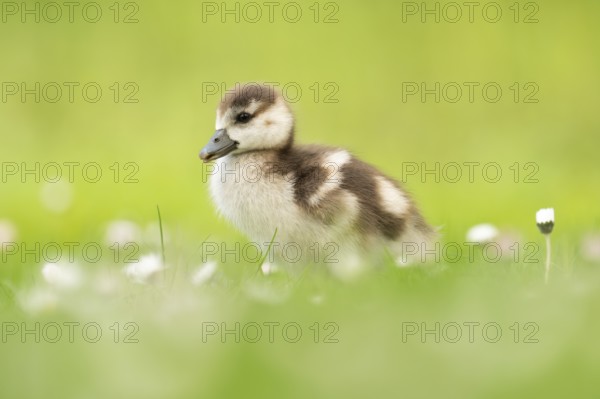 Nile goose chick (Alopochen aegyptiaca), profile view full body, standing in meadow with daisies, cropped green background, Dortmund, Germany, Europe