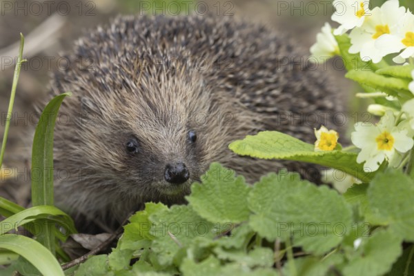 European hedgehog (Erinaceus europaeus) adult animal in a garden next to a Primrose flower in the spring, England, United Kingdom, Europe