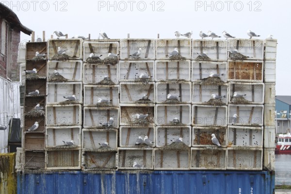 Black-legged kittiwake (Rissa tridactyla) specially installed breeding aids in Vardö on the island of Vardoya in the Barents Sea, Lapland, northern Norway, Scandinavia