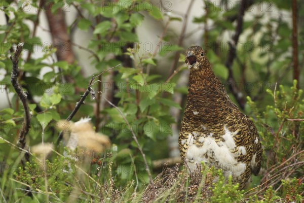Willow ptarmigan (Lagopus lagopus) calling hen, Lofoten, Norway, Scandinavia, Europe