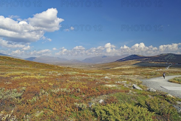 Vast autumnal landscape with a dirt road and distant mountains under a blue sky, hike to Snöhetta viewpoint, reindeer lichen, Dovrefjell-Sunndalsfjella National Park, Norway, Europe