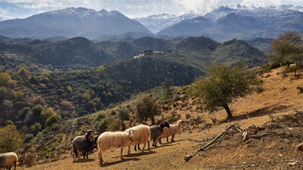 A flock of sheep passes through a rural mountain landscape with green hills and snow-capped mountains in the background, Lefka Ori, White Mountains, mountain massif, west, Crete, Greece, Europe