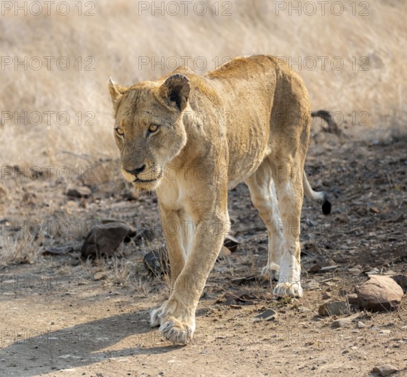 Lion (Panthera leo), adult female, walking through dry grass, African savannah, Kruger National Park, South Africa, Africa