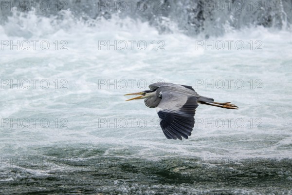 Grey heron (Ardea cinerea), flying in front of a waterfall, Bosnia and Herzegovina, Europe