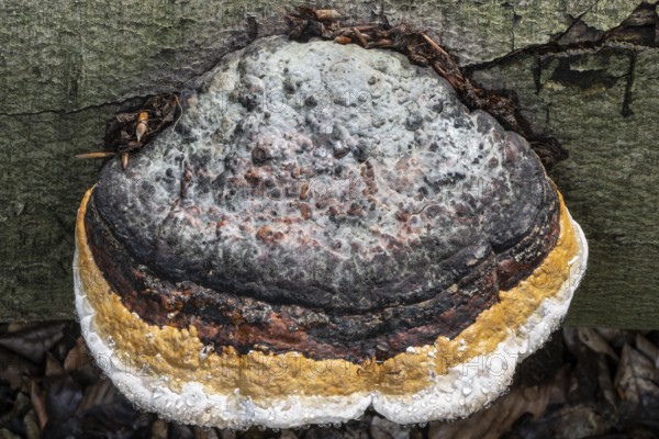 Beeswax Bracket (Ganoderma pfeifferi) with guttation drops, Emsland, Lower Saxony, Germany, Europe