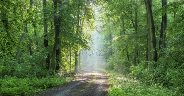 Hiking trail through light-flooded beech forest, sunbeams break through morning mist, Freyburg (Unstru), Saxony-Anhalt, Germany, Europe