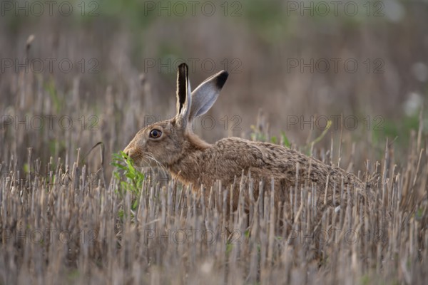 Brown hare (Lepus europaeus) adult animal feeding in a farmland stubble field in the summer, Suffolk, England United Kingdom