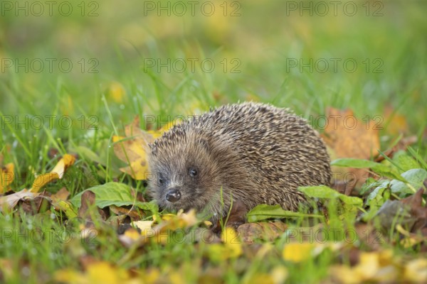 European hedgehog (Erinaceus europaeus) adult animal amongst fallen autumn leaves on a garden lawn, Suffolk, England, United Kingdom, Europe