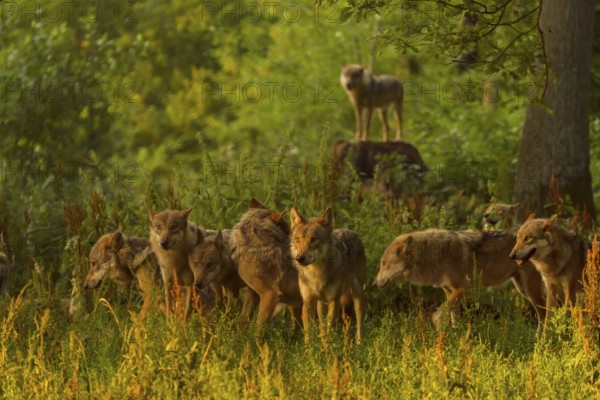 Wolf (Canis lupus), pack of wolves in forest at sunrise, summer, Germany, Europe
