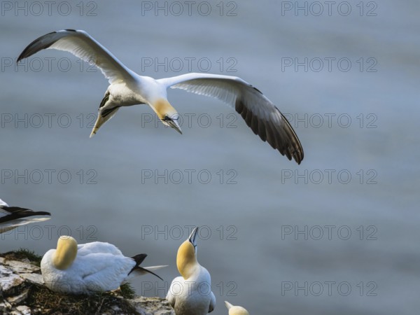 Northern Gannet, Morus bassanus, bird in flight over sea, Bempton Cliffs, North Yorkshire, England, United Kingdom, Europe