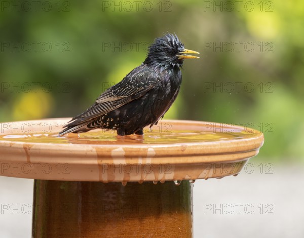 Common starling (Sturnus vulgaris) standing in the shallow water of a birdbath, Lower Saxony, Germany, Europe