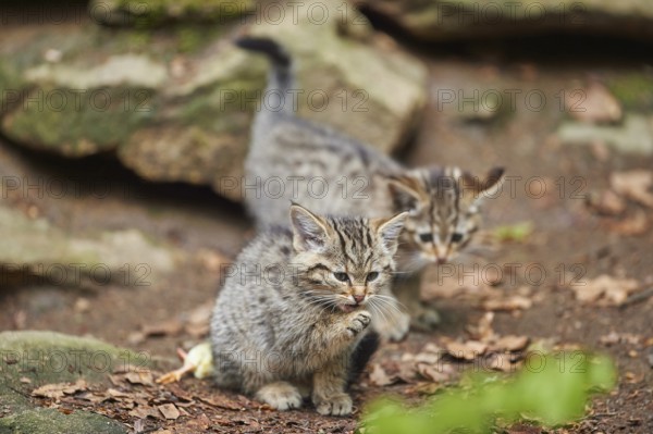 Close-up of European wildcat (Felis silvestris silvestris) kitten in spring in the bavarian forest