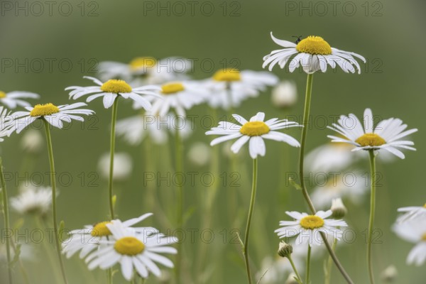 Ox-eye daisy (Leucanthemum vulgare), Emsland, Lower Saxony, Germany, Europe