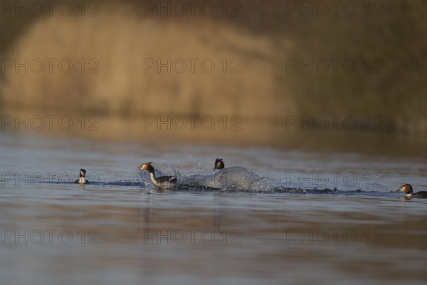 Great crested grebe (Podiceps cristatus) two adult male birds fighting on a lake as two female birds look on, Norfolk, England, United Kingdom, Europe