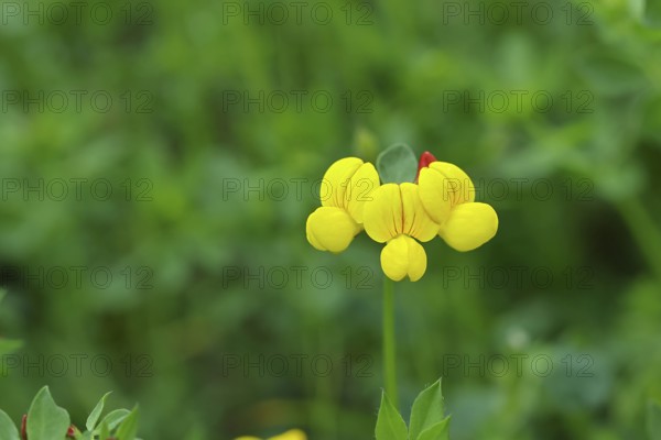 Bird's-foot Trefoil, Bird's-foot Trefoil (Lotus corniculatus), yellow flower in a meadow, Wilnsdorf, North Rhine-Westphalia, Germany, Europe