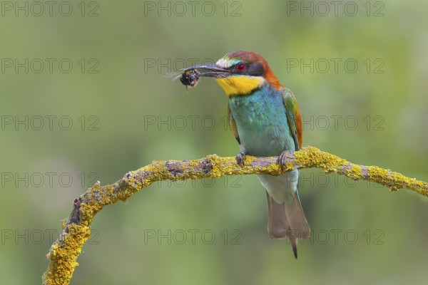 European bee-eater (Merops apiaster), adult bird with bumblebee in beak, wildlife, animals, birds, Nickelsdorf, Lake Neusiedl National Park, Burgenland, Austria, Europe