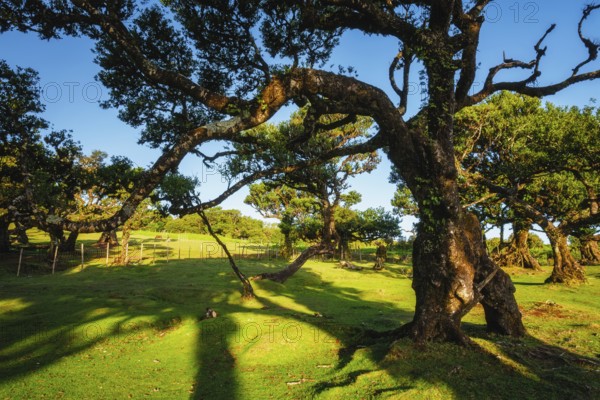 Centuries-old til trees in fantastic magical idyllic Fanal Laurisilva forest on sunset. Madeira island, Portugal, Europe