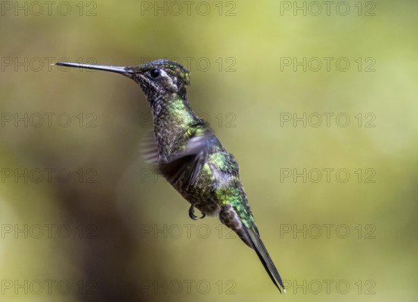 Violet-crowned Brilliant Hummingbird (Eugenes fulgens syn. Eugenes spectabilis) in flight, Los Quetzales National Park, Costa Rica, Central America