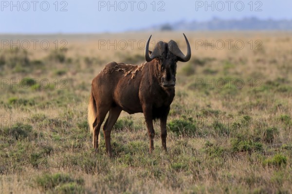 White-tailed wildebeest (Connochaetes gnou), adult, alert, Mountain Zebra National Park, Eastern Cape, South Africa, Africa