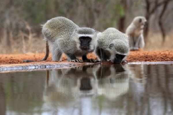 Vervet Monkey (Chlorocebus pygerythrus), adult, two animals, drinking, at the water, Kruger National Park, Kruger National Park, Kruger National Park South Africa