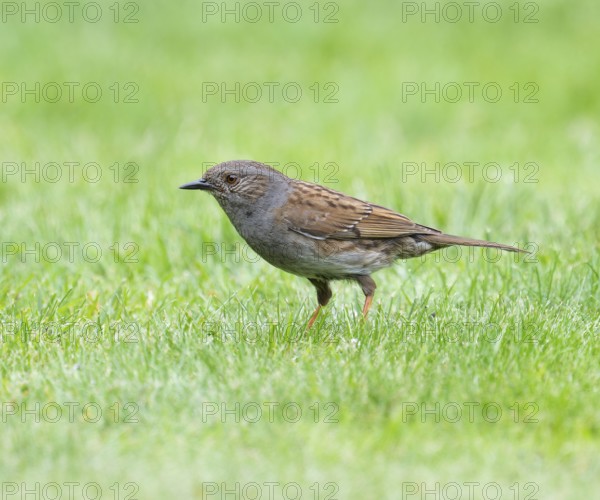 Dunnock (Prunella modularis) adult bird foraging on a lawn, Lower Saxony, Germany, Europe