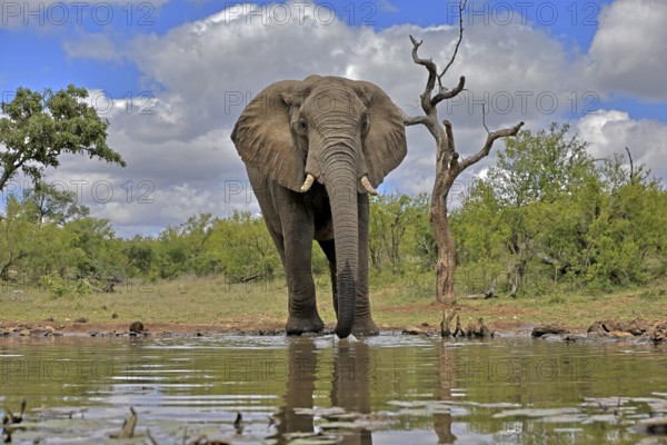 African elephant (Loxodonta africana), bull, male, at the water, Kruger National Park, Kruger National Park, South Africa, Africa