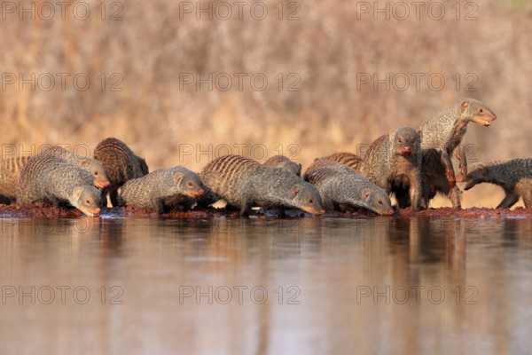 Zebra mongoose (Mungos mungo), adult, group, at the water, drinking, Kruger National Park, Kruger National Park, Kruger National Park South Africa