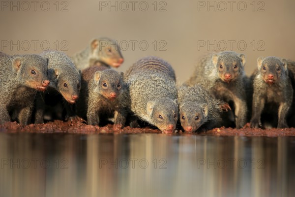 Zebra mongoose (Mungos mungo), adult, group, at the water, drinking, Kruger National Park, Kruger National Park, Kruger National Park South Africa